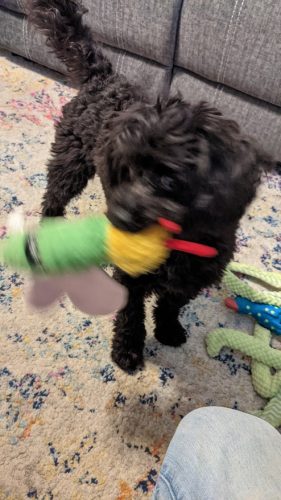 emmitt-puppy-11