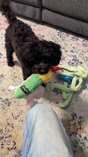 emmitt-puppy-12