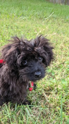 emmitt-puppy-20