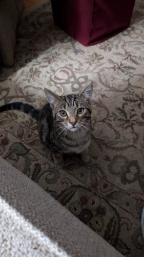 louie3